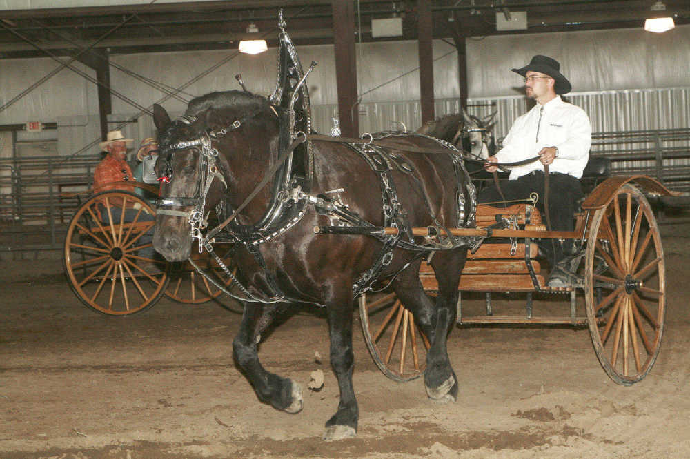 Local News Draft horse show 8 3 10 McCook Gazette